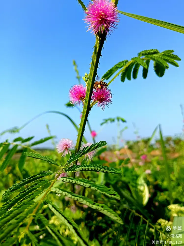 骑拍野生含羞草